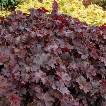 Heuchera Ruffles™ 'Chocolate' (014288)