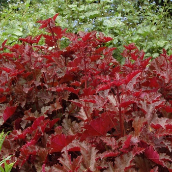 Heuchera Ruffles™ 'Chocolate' (014290)