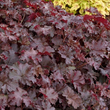 Heuchera Ruffles™ 'Chocolate' (014291)