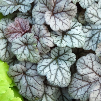 Heuchera 'Cinnabar Silver' (014296)