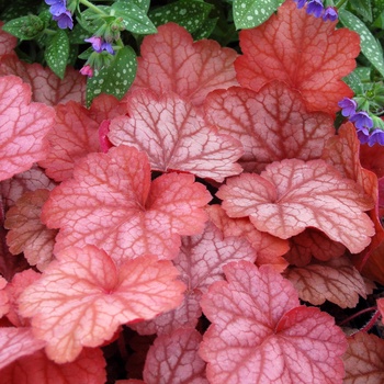 Heuchera 'Georgia Peach' (014297)