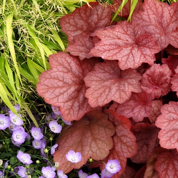 Heuchera 'Georgia Peach' (014299)