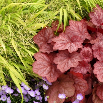 Heuchera 'Georgia Peach' (014303)