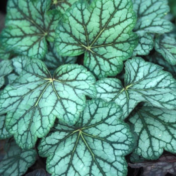 Heuchera americana 'Green Spice' (014308)