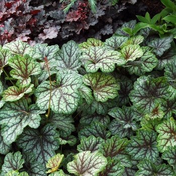 Heuchera americana 'Green Spice' (014309)