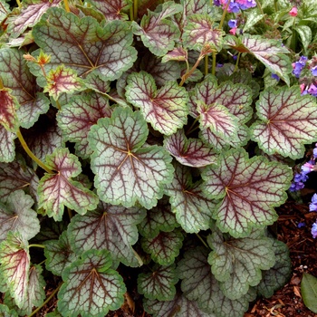 Heuchera americana 'Green Spice' (014310)