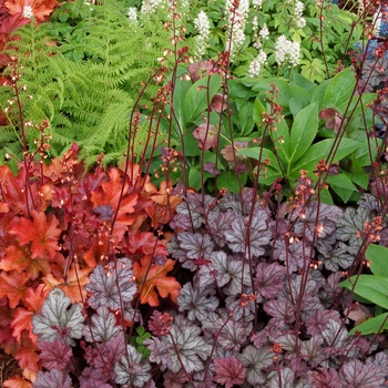 Heuchera 'Gypsy Dancer' (014312)