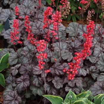 Heuchera City™ 'Hollywood' (014314)