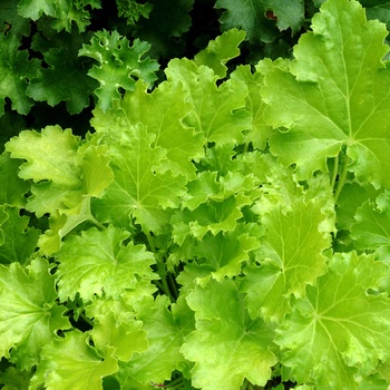 Heuchera 'Lime Rickey' (014321)