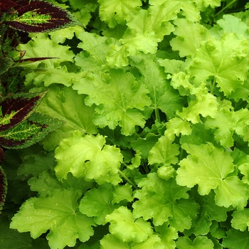 Heuchera 'Lime Rickey' (014322)