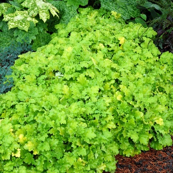 Heuchera 'Lime Rickey' (014323)