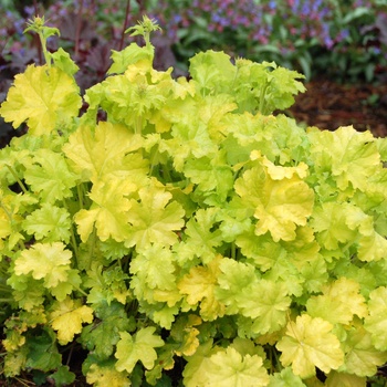 Heuchera 'Lime Rickey' (014325)