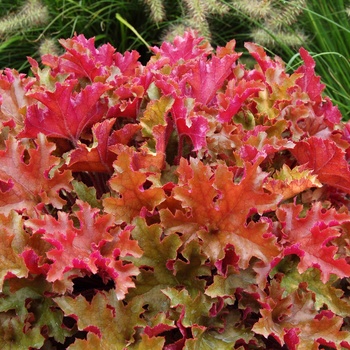 Heuchera 'Marmalade™' (014326)