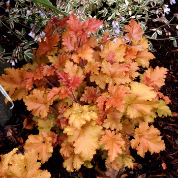 Heuchera 'Marmalade™' (014328)