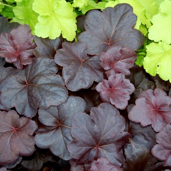 Heuchera 'Obsidian' (014331)