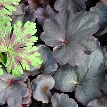 Heuchera 'Obsidian' (014332)