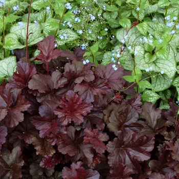 Heuchera 'Obsidian' (014334)