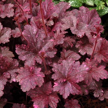 Heuchera 'Midnight Rose' (014336)