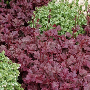 Heuchera 'Midnight Rose' (014338)