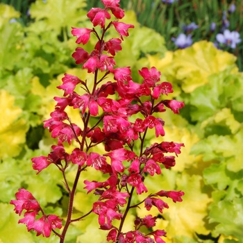 Heuchera City™ 'Paris' (014340)