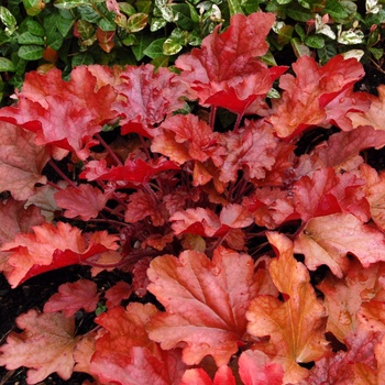 Heuchera 'Peach Flambe' (014344)