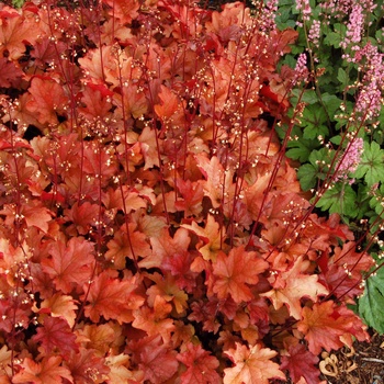 Heuchera 'Peach Flambe' (014346)