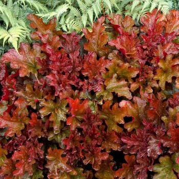 Heuchera 'Peach Flambe' (014348)