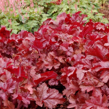 Heuchera 'Sparkling Burgundy' (014358)