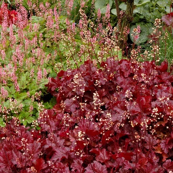 Heuchera 'Sparkling Burgundy' (014359)