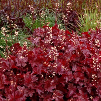 Heuchera 'Sparkling Burgundy' (014360)