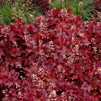 Heuchera 'Sparkling Burgundy' (014361)