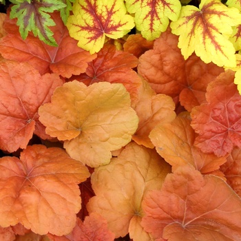 Heuchera 'Southern Comfort' (014364)