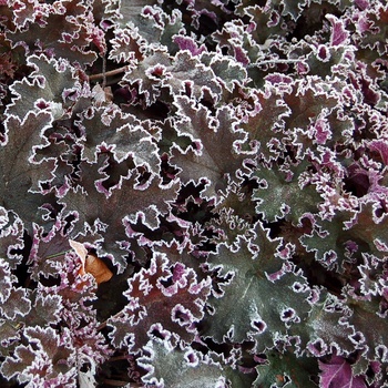 Heuchera 'Purple Petticoats' (014365)