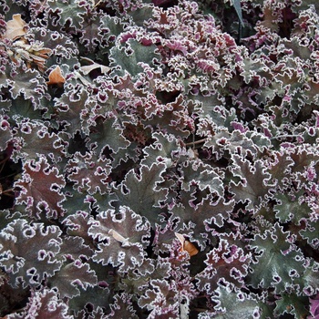 Heuchera 'Purple Petticoats' (014366)