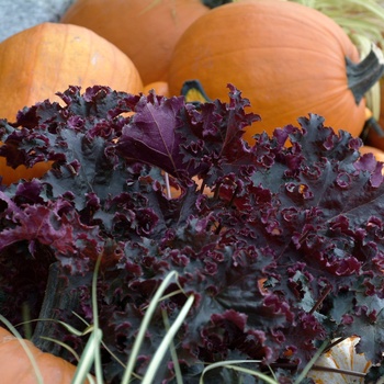 Heuchera 'Purple Petticoats' (014367)