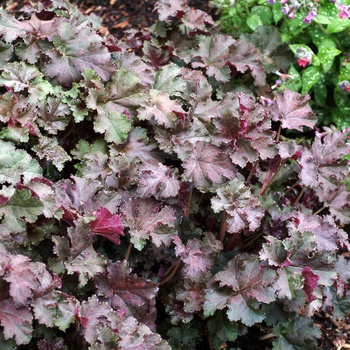 Heuchera 'Purple Petticoats' (014369)