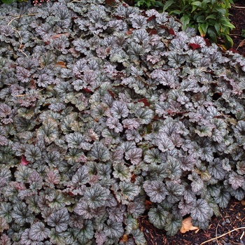 Heuchera Front & Center™ 'Rave On' (014371)