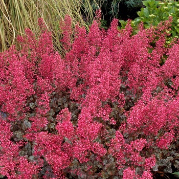 Heuchera Front & Center™ 'Rave On' (014372)