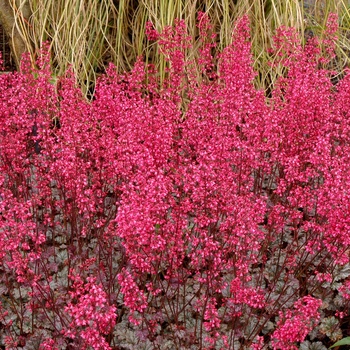 Heuchera Front & Center™ 'Rave On' (014373)