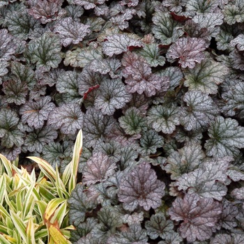 Heuchera Front & Center™ 'Rave On' (014374)