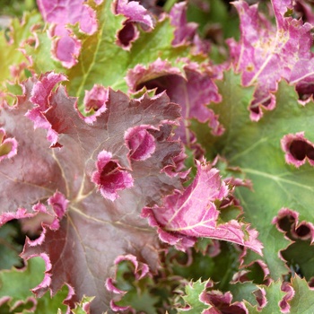 Heuchera 'Sashay' (014377)