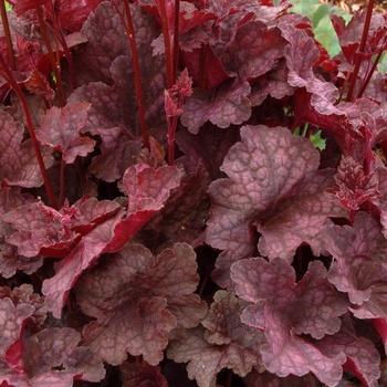 Heuchera 'Velvet Night' (014379)