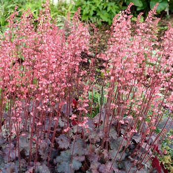 Heuchera 'Vesuvius' (014380)