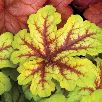 Heucherella 'Alabama Sunrise' (014382)