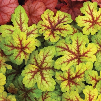 Heucherella 'Alabama Sunrise' (014383)