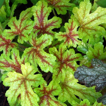 Heucherella 'Alabama Sunrise' (014384)