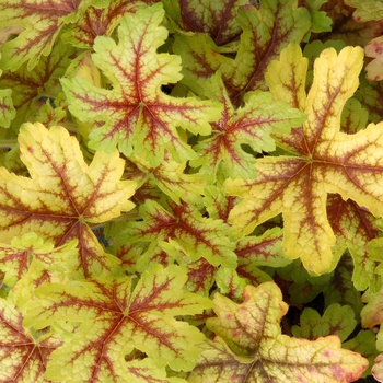 Heucherella 'Alabama Sunrise' (014385)