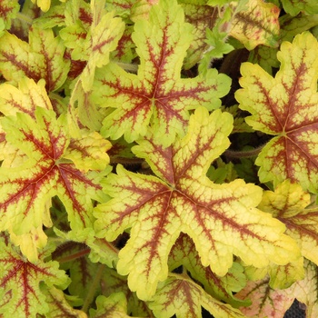 Heucherella 'Alabama Sunrise' (014386)