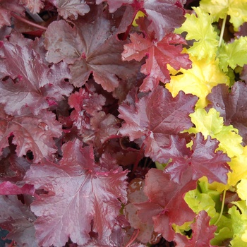 Heucherella 'Burnished Bronze' (014399)