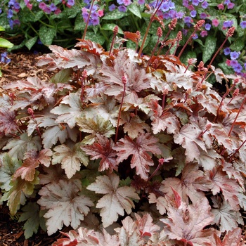 Heucherella 'Burnished Bronze' (014401)